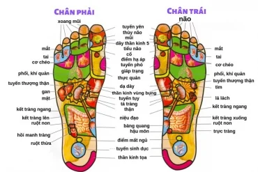 Bí quyết Bấm Huyệt Bàn Chân: Sơ đồ Huyệt Đạo và Cách Áp Dụng để Trị Mọi Bệnh